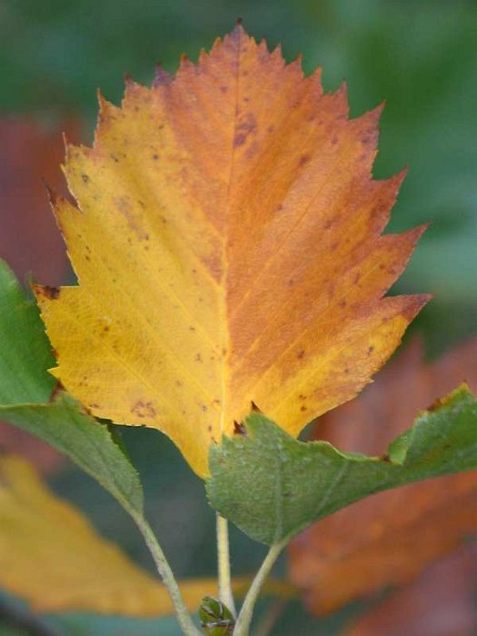 Sorbus latifolia (5)